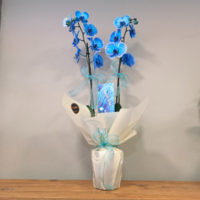  Ödemiş Çiçek Siparişi Mavi Orkide