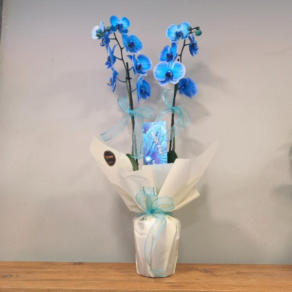  Ödemiş Çiçek Siparişi Mavi Orkide