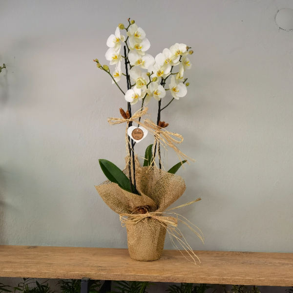  Ödemiş Çiçeksepeti Premium Orkide